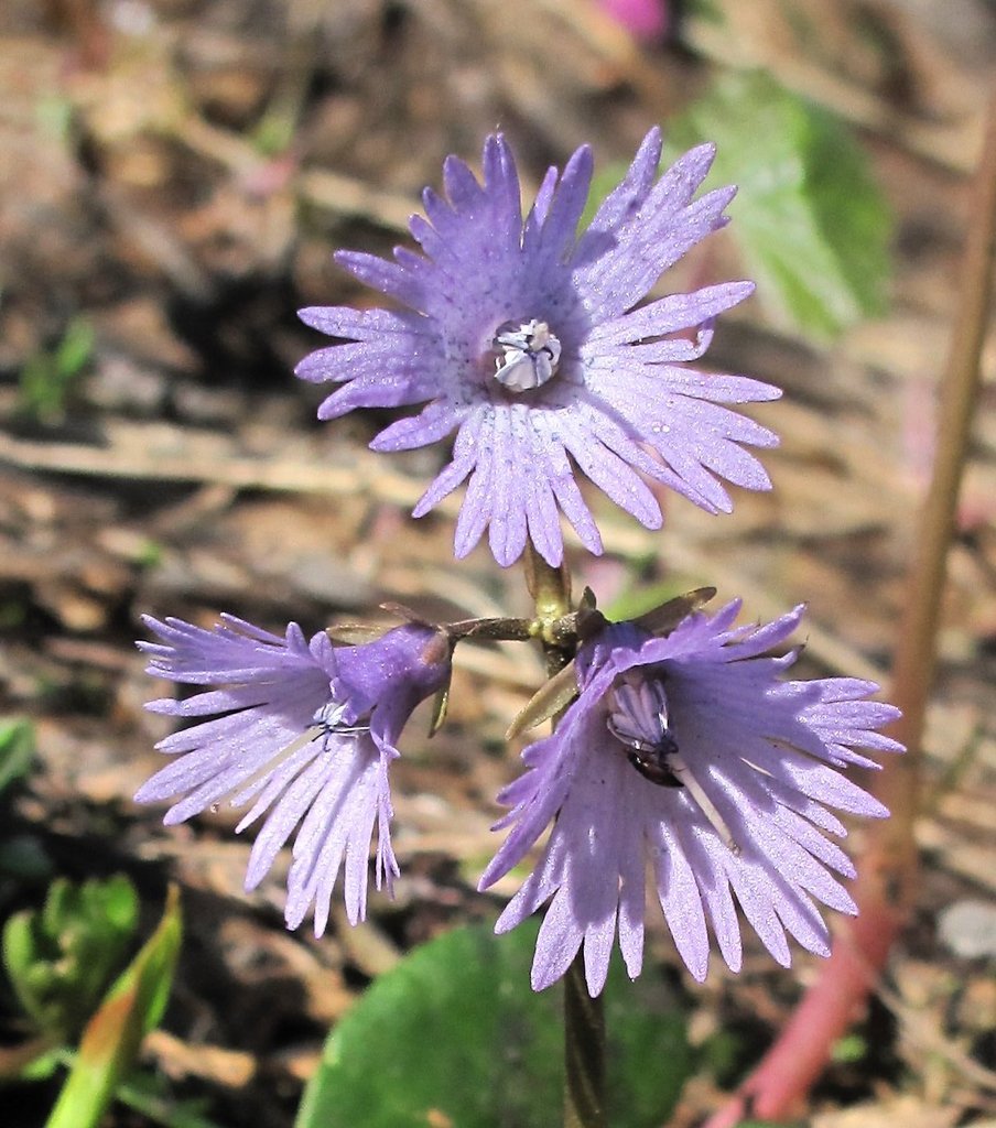 Soldanella alpina